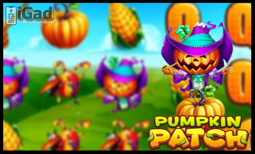 pumpkin patch